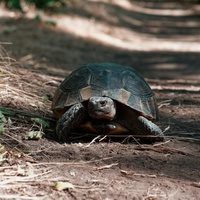 MR TORTOISE GETS DEPRESSED PART TWO-  Meeting the elephant