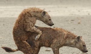 Animals with the most painful birth experience
