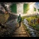 Path to Harmony