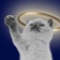 TheCuriousCat (CC)