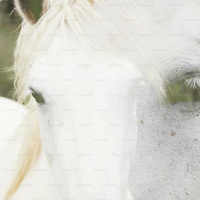 there was a pegasus on the beach