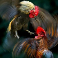 The Chicken and Bird Theory.
