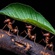 Lessons to learn for Mr Ant