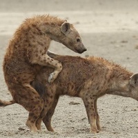 Animals with the most painful birth experience