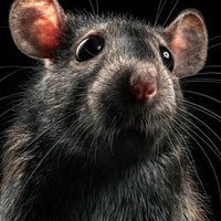 THE LAMENTATIONS OF THE DYING RAT