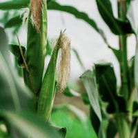 Foot for More, Food for Less: Christmas