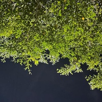 Chronicles  towards our fleeting ruse : eyes that see what they wish to see
