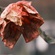 The Rot within