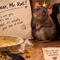DEAR, MR. RAT! 🥲