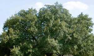 The Tree That Never Tasted Its Fruit