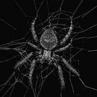 The Black Widow (Part 2)