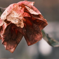 The Rot within