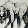THE HALOED WOLF