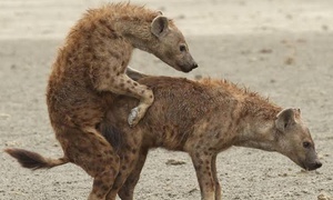 Animals with the most painful birth experience