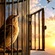 CAGED BIRD 🕊️