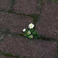 Blooming Conditions