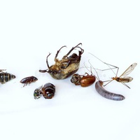 When the Mosquitoes Voted for the Spray