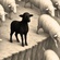 "BLACK SHEEP" 2