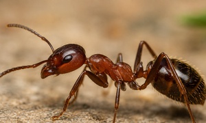 ANTS ......