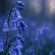 Bluebells.