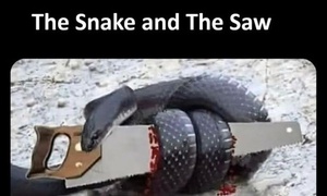 The Snake and the Saw