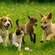 OUR EARTHLY COMPANIONS