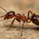 ANTS ......