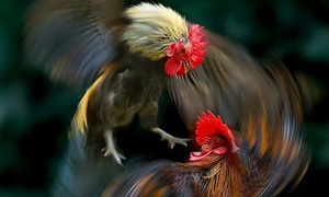 The Chicken and Bird Theory.