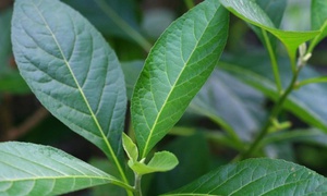Who Discovered Bitterleaf?