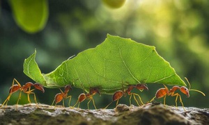 Go to the Ant and Learn From Them