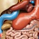 DIGESTION PROCESS WHEN YOU EAT EARLY AND LATE
