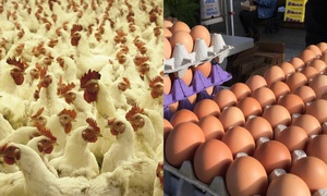 Easter Eggs Instead of Easter Chicken