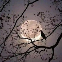 Void Night