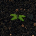 insight image