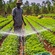 The Boy Who Planted WiFi In The Soil