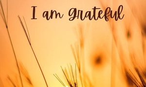 Dear human, Episode 5: Counting my blessings