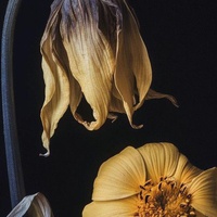 Two flowers, one wreckage.