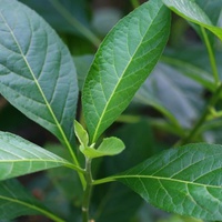 Who Discovered Bitterleaf?