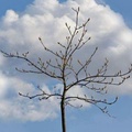 insight image