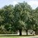 The Tree That Never Tasted Its Fruit