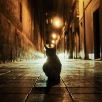 Curiosity Killed the Cat