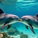 'DOLPHIN'S' LOVE BEANEATH THE WAVES