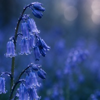 Bluebells.