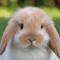 RABBITS 🐇