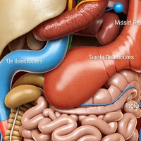 DIGESTION PROCESS WHEN YOU EAT EARLY AND LATE