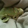 SHAPE SHIFTER ???