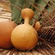 The Double-Edged Calabash