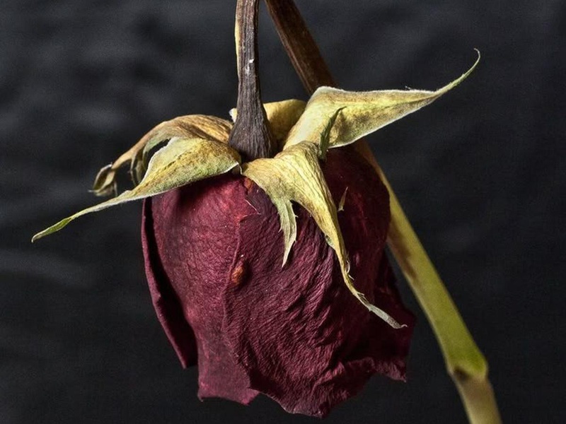 insight image