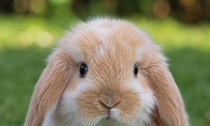 RABBITS 🐇