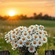 beautiful surviving days... ✨